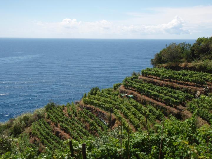 Vineyards of Cinque Terre