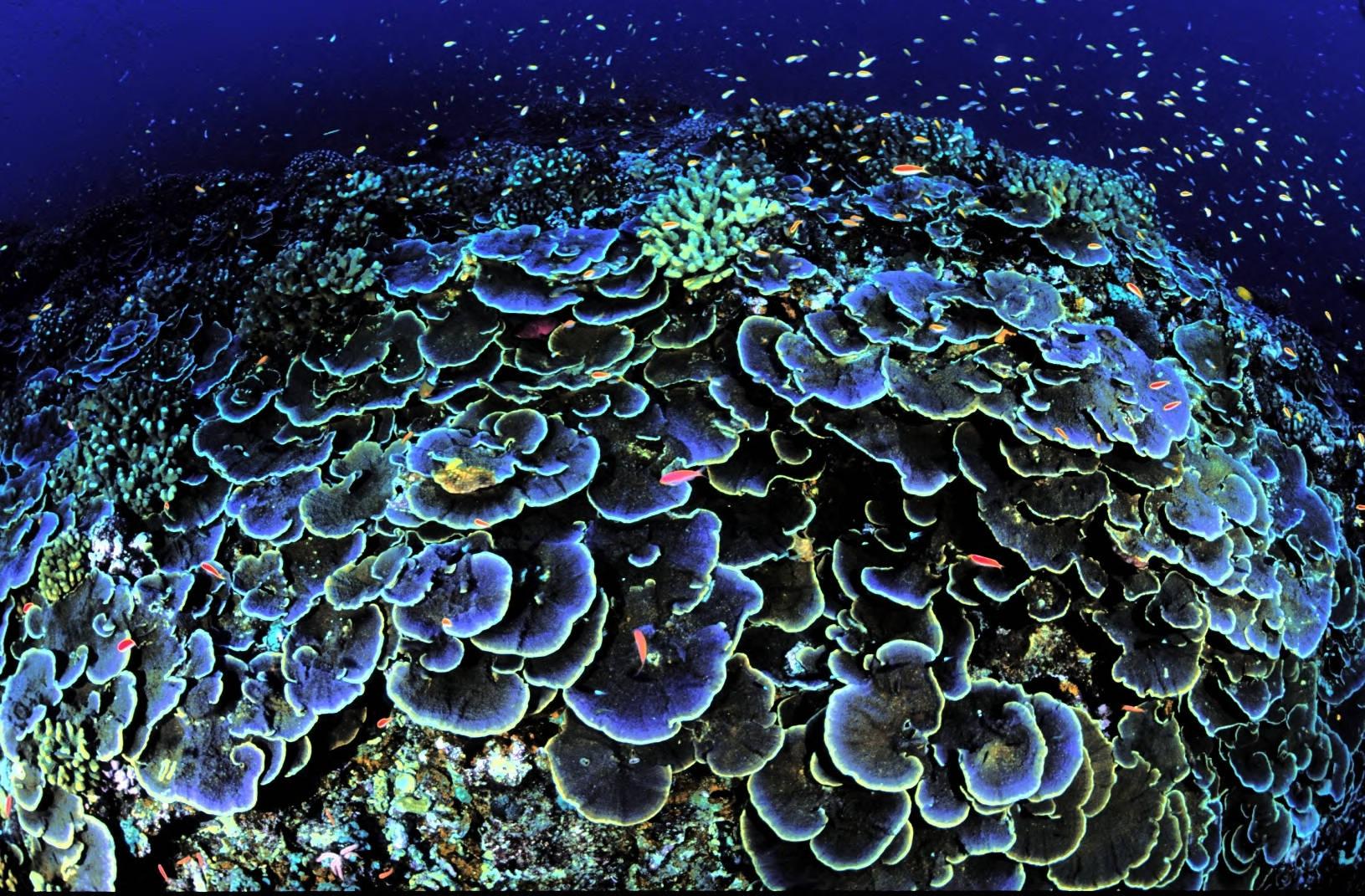 Jarvis Island